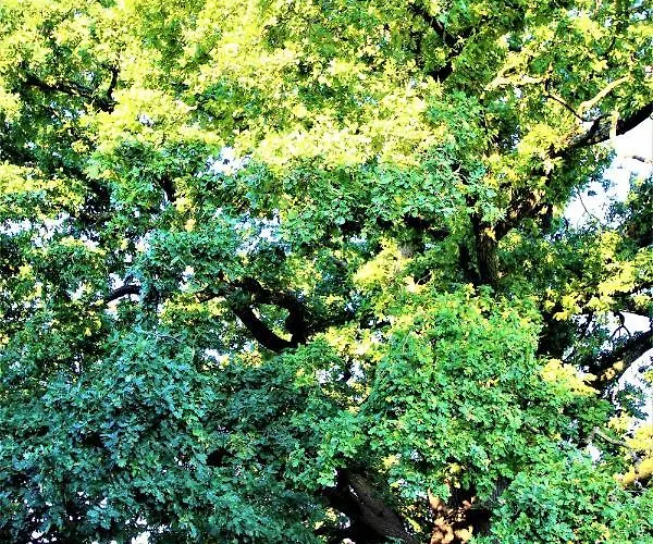 Belmont Penthouse Apartament *