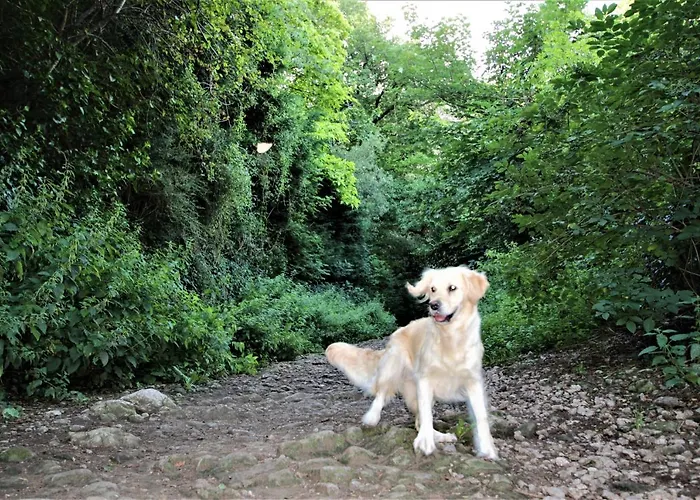 Belmont Penthouse Apartment Bristol